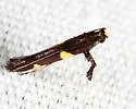 Caloptilia cornusella - Hodges#0600 - photo 4