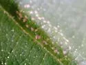 Caloptilia coroniella - Hodges#0601 - photo 2