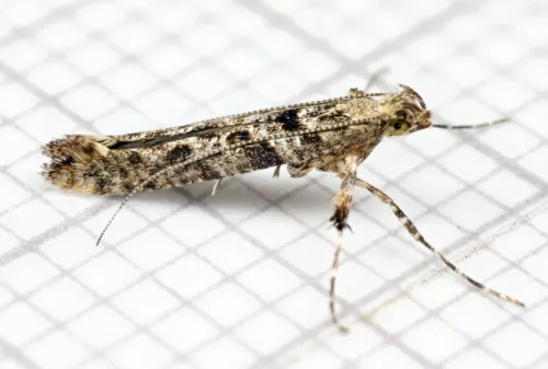 Caloptilia cuculipennella