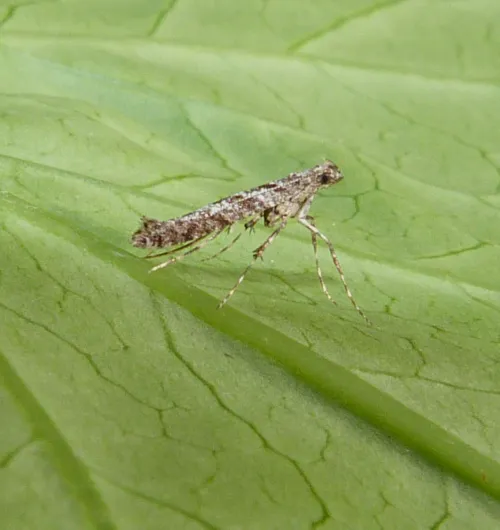 Caloptilia cuculipennella - photo 3