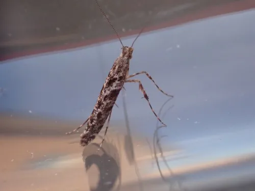 Caloptilia cuculipennella - photo 4