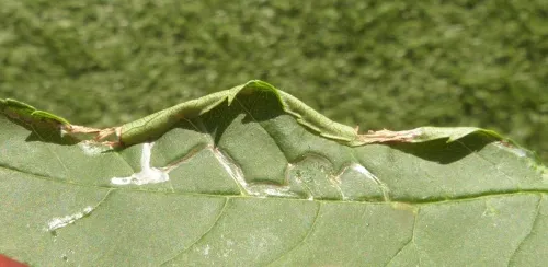 Caloptilia cuculipennella - photo 6