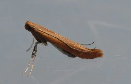 Caloptilia elongella