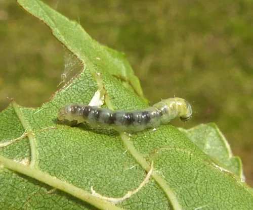 Caloptilia elongella - photo 2