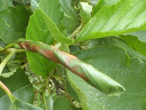 Caloptilia elongella - photo 3