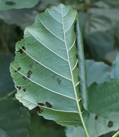 Caloptilia elongella - photo 4