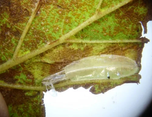 Caloptilia elongella - photo 6