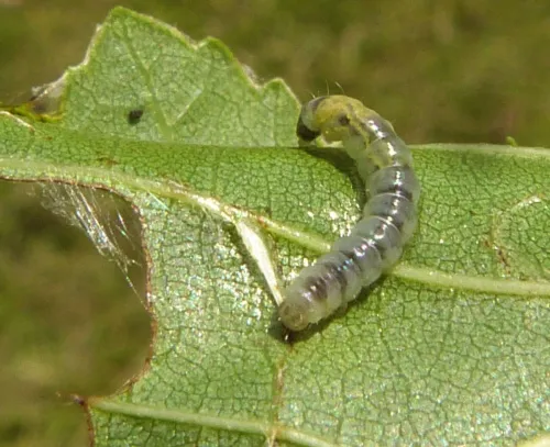 Caloptilia elongella - photo 8