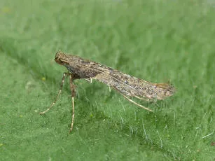 Caloptilia falconipennella