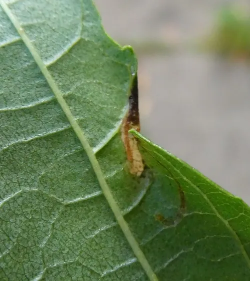 Caloptilia falconipennella - photo 3