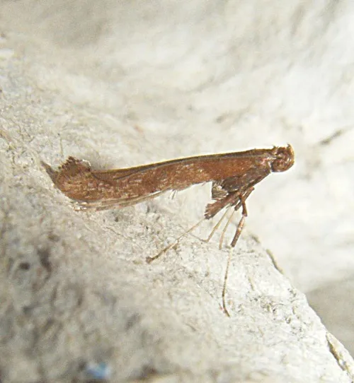 Caloptilia falconipennella - photo 4