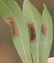 Caloptilia flavella - Hodges#0604 - photo 2