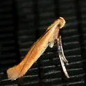 Caloptilia flavella - Hodges#0604 - photo 5