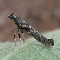 Ash Leaf Cone Roller Moth - Hodges#0606