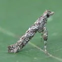 Ash Leaf Cone Roller Moth - Hodges#0606 - photo 2