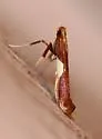 Caloptilia glutinella - Hodges#0607
