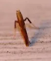 Caloptilia glutinella - Hodges#0607 - photo 2