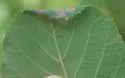 Caloptilia glutinella - Hodges#0607 - photo 4