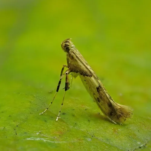 Caloptilia honoratella