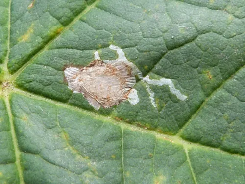 Caloptilia honoratella - photo 2