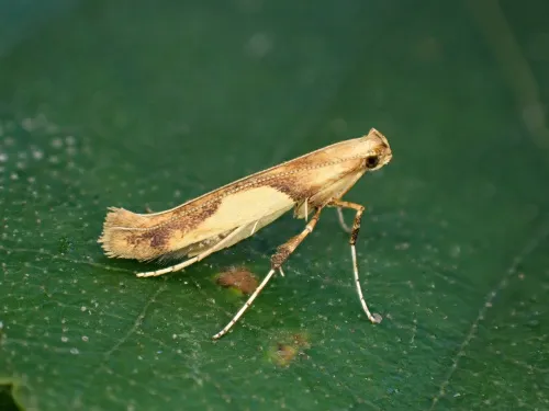 Caloptilia honoratella - photo 3