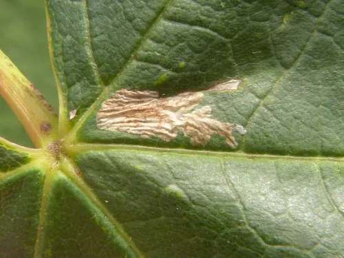 Caloptilia honoratella - photo 4