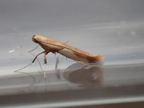 Caloptilia honoratella - photo 5