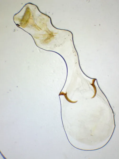Caloptilia honoratella - photo 6