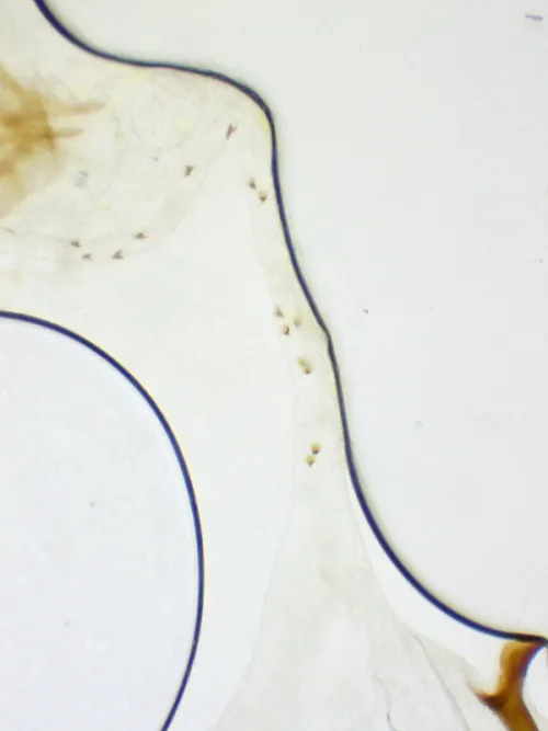Caloptilia honoratella - photo 7