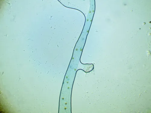 Caloptilia honoratella - photo 8