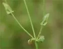 Caloptilia hypericella - Hodges#0608