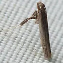Caloptilia hypericella - Hodges#0608 - photo 2