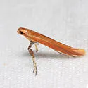 Caloptilia invariabilis - Hodges#0609 - Caloptilia invariabilis