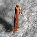 Caloptilia invariabilis - Hodges#0609 - photo 2