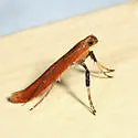 Caloptilia invariabilis - Hodges#0609 - photo 3