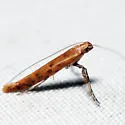 Caloptilia invariabilis - Hodges#0609 - photo 4