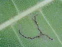 Caloptilia juglandiella - Hodges#0610 - photo 3