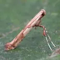 Boxelder Leafroller Moth - Hodges#0615 - Caloptilia negundella