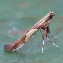 Boxelder Leafroller Moth - Hodges#0615 - photo 2