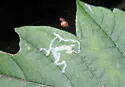 Boxelder Leafroller Moth - Hodges#0615 - photo 3