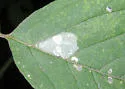Boxelder Leafroller Moth - Hodges#0615 - photo 4
