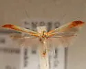 Caloptilia nondeterminata - Hodges#0616 - Caloptilia nondeterminata