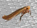 Caloptilia nondeterminata - Hodges#0616 - photo 2