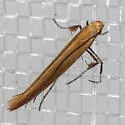 Caloptilia nondeterminata - Hodges#0616 - photo 3