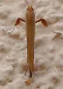 Caloptilia nondeterminata - Hodges#0616 - photo 4