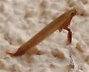 Caloptilia nondeterminata - Hodges#0616 - photo 5