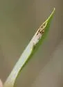 undetermined Styrax feeder