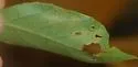 undetermined Styrax feeder - photo 3