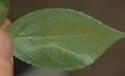 undetermined Styrax feeder - photo 5