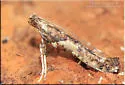 Caloptilia ostryaeella - Hodges#0618